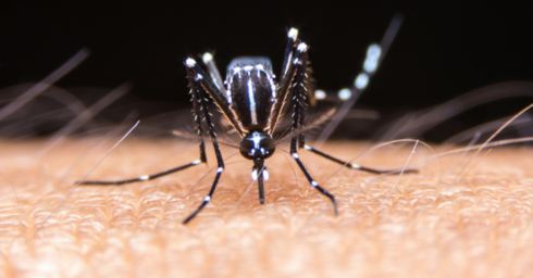 יתוש הטיגר האסייתי 
