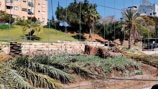 הדקלים שנכרתו 