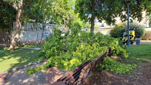 העץ שקרס אמש בפארק